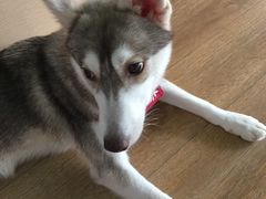 -Husky Go! 哈士奇体验馆·宠物咖啡厅狗咖