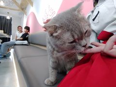 -喵园·猫主题咖啡厅·撸猫·猫咖(国贸店)