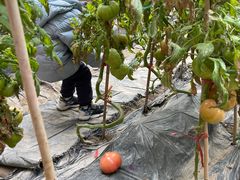 -甜心庄园·甜心草莓采摘园(西青中北店)