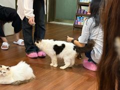 -楼上猫咖(罗湖店)