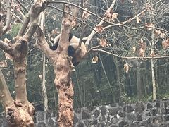 -都江堰中华大熊猫苑