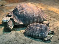 -石家庄市动物园