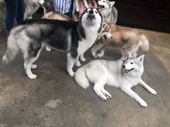 -TrueLove @ Neverland (Husky Cafe)