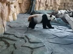 -泉州海丝野生动物世界