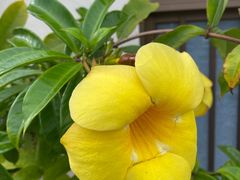 -家烧面馆【南山路知名经典面食】