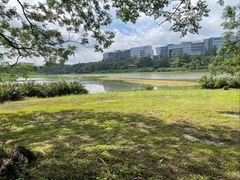 -华侨城湿地公园