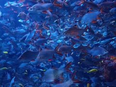 -成都浩海立方海洋公园