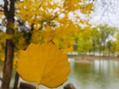 -金塔沙漠胡杨林景区