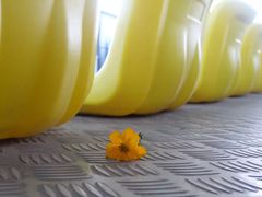 -百万葵园