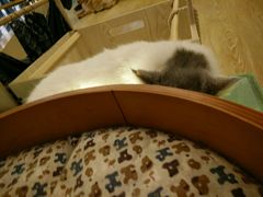 -萌喵宠狗爱心宠咖