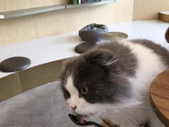 -飞行喵MR PILOT|猫舍·猫咖(静安大融城店)