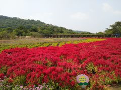 -丹樱生态园