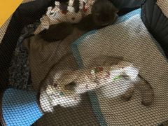 -米苏动物医院·犬猫专科·骨科外科内窥镜