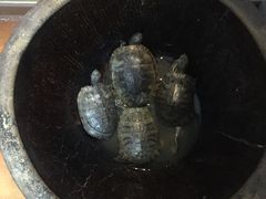 -大郎桥瑞陆糖粥(小太平巷店)