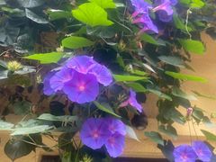 -翠云楼·汽锅鸡·云南特色菜(翠湖公园店)