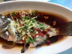 野生石斑鱼-丰收渔港饭店(嵊泗店)