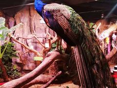 -正佳雨林生态植物园