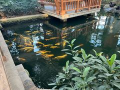 -南宫五洲植物乐园