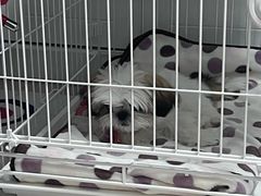 -翊宠yipet猫狗购宠庄园犬舍•猫舍