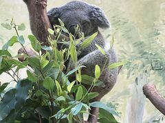 -广州长隆野生动物世界