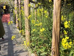 -南汇桃花村