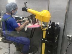 -宠福鑫康馨动物医院·骨科·眼科