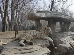 -北京野生动物园