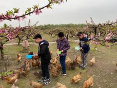 -樂桃源奉贤黄桃种植采摘基地