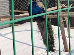 -亚布力新体委滑雪场