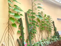-正佳雨林生态植物园