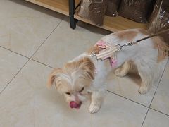 -康爱犬猫诊所·牙专科·骨外科·影像内科(丰宁店)