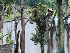 -卧龙中华大熊猫苑神树坪基地