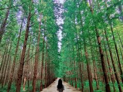 -日照海滨国家森林公园