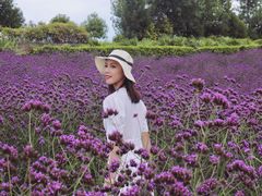 -紫颐香薰山谷景区