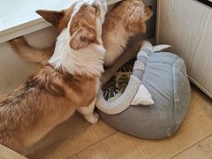 -Let's go狗咖·猫咖·奶狗·桌游(春熙路IFS店)