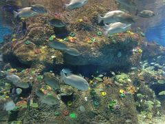 -沙沙哗啦海洋馆(华宇百花谷店)