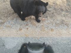 -黑瞎子岛探秘野熊园