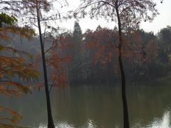 -中国科学院华南植物园