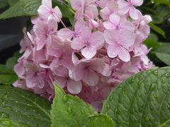 -梧桐人家中国太平国际健康颐养社区