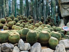 -南山植物园