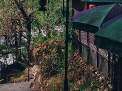 -南山植物园