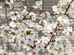 -鸡鸣寺