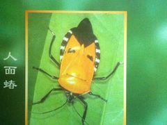 -上海昆虫博物馆