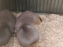 -龟与熊猫宠物公园(南坪店)