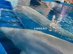 -海合安武汉极地海洋公园
