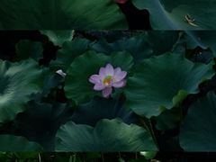 -莲湖公园