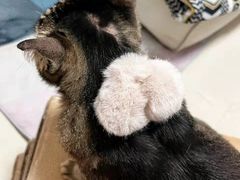 -猫员外精酿啤酒馆(国速荟店)