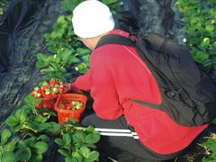 -菲尔雪CAKE(九方店)