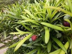 -南山植物园