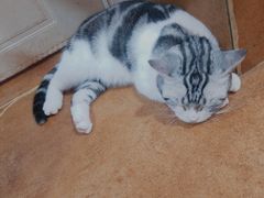 -李小姐の猫咖啡馆(五角场店)